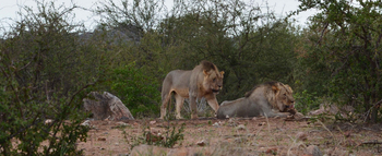 Koro River Camp: Junge Löwenmännchen
