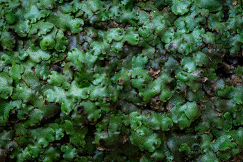 Koroi Forest Camp: Lebermoos