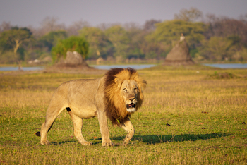 Kuthengo Camp: Männlicher Löwe