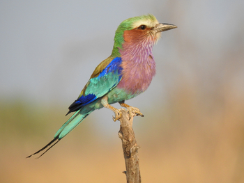 Lebala Camp Lebala Camp: Gabelracke