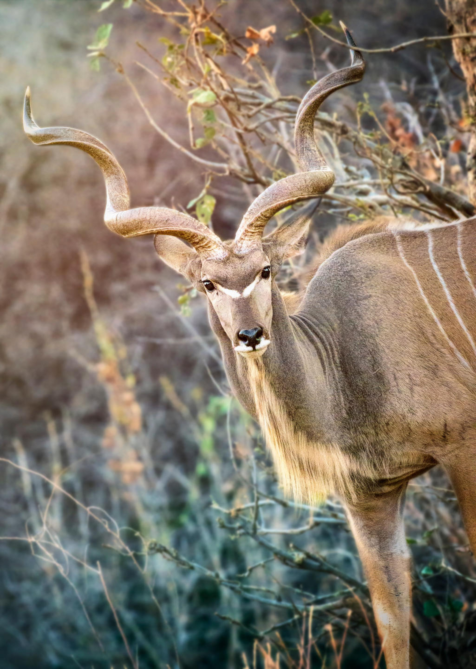 Little Vundu Camp Little Vundu Camp: Kudu
