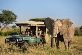 Mara Plains Camp: Elefant