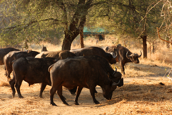 Mdonya Old River Camp: Büffelgruppe