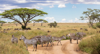 Melia Serengeti Lodge: Zebras