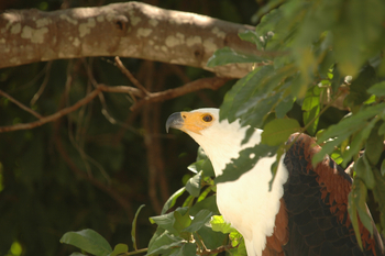 Muchenje Safari Lodge: Fischadler im Baum