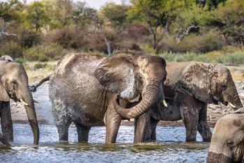 Mushara Game Drive: Elefanten beim Bad