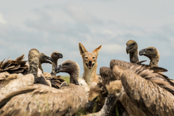 Camp Kalahari Camp Kalahari: Black-backed Jackal und Geier