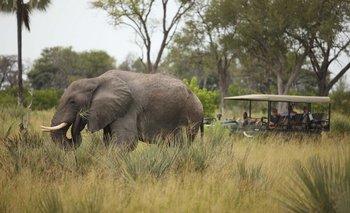 Nxabega Okavango Tented Camp: Elefant