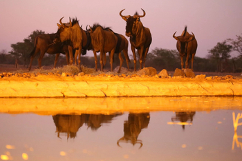Okutala Lodge: Gnus am Wasserloch