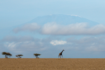 Ol Donyo Lodge: Giraffe vor dem Kilimanjaro