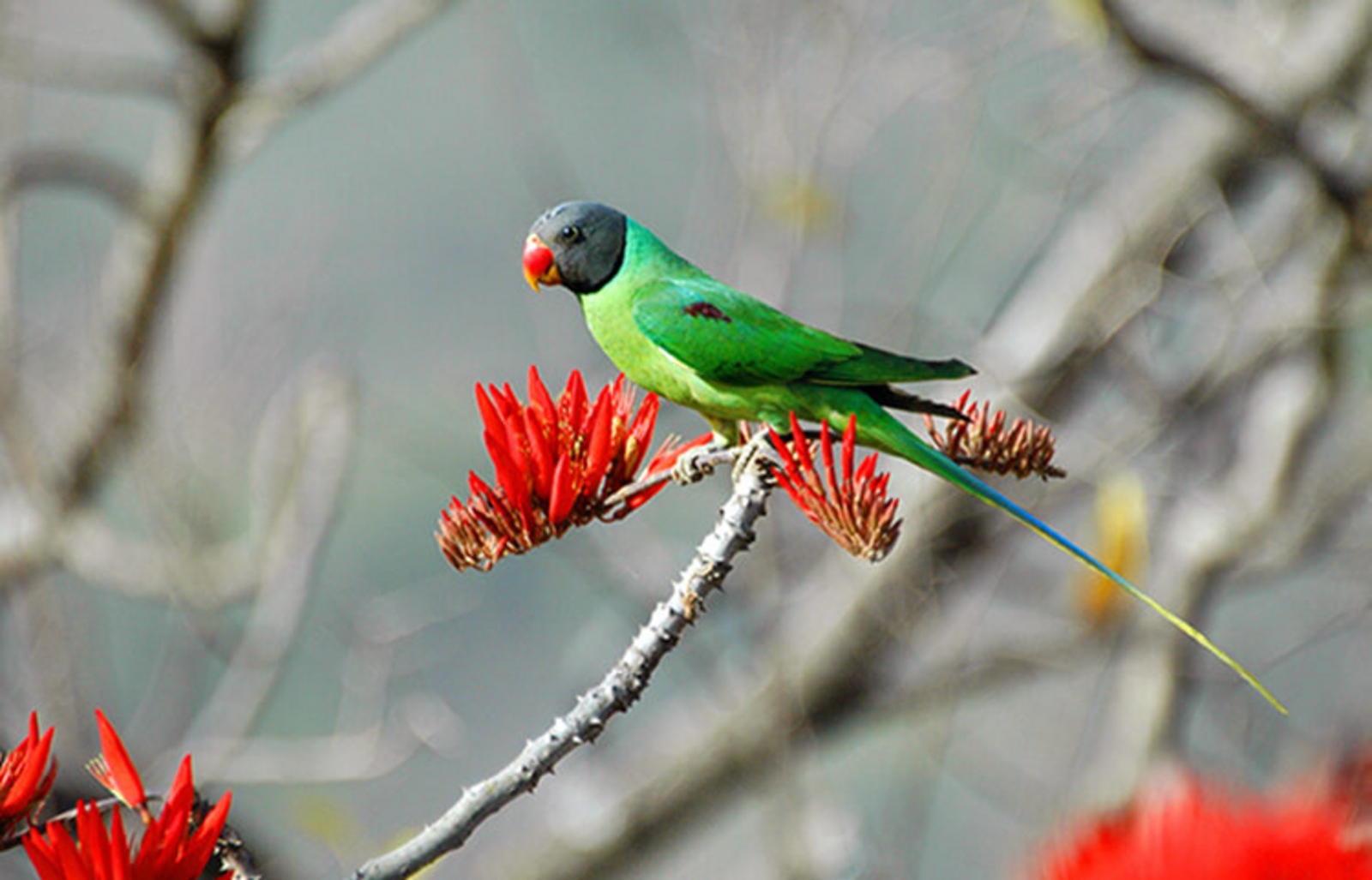 Paatlidun Safari Lodge Paatlidun Safari Lodge: Slaty-headed Parakeet
