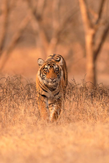 Sawai Vilas: Tiger unterwegs