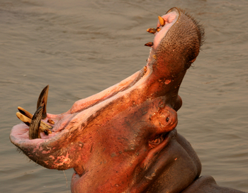Shenton Safaris: Hippo Hide