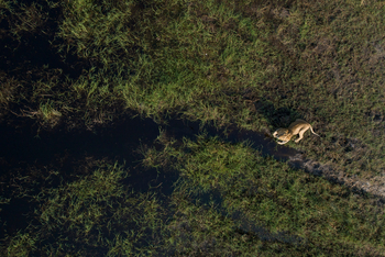 Shinde Footsteps Shinde Footsteps: Löwe