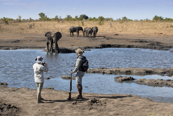 Somalisa Expeditions Camp: Elefanten am Ufer