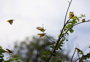 Sungani Lodge Sungani Lodge:Golden Weaver