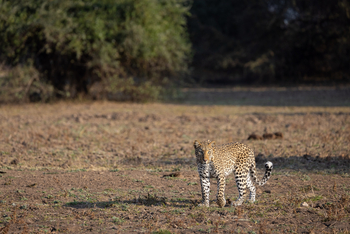 Sungani Lodge Sungani Lodge: Leopard auf Pirsch