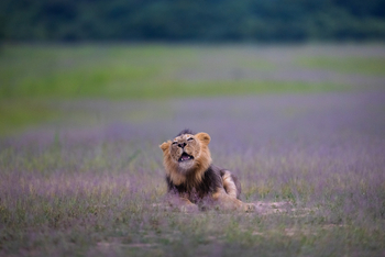 Sungani Lodge Sungani Lodge: Löwe