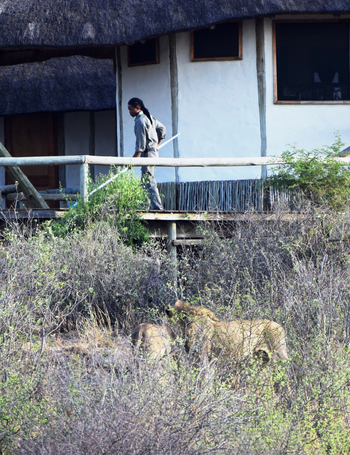 Tau Pan Camp Tau Pan Camp: Löwen direkt vor dem Camp