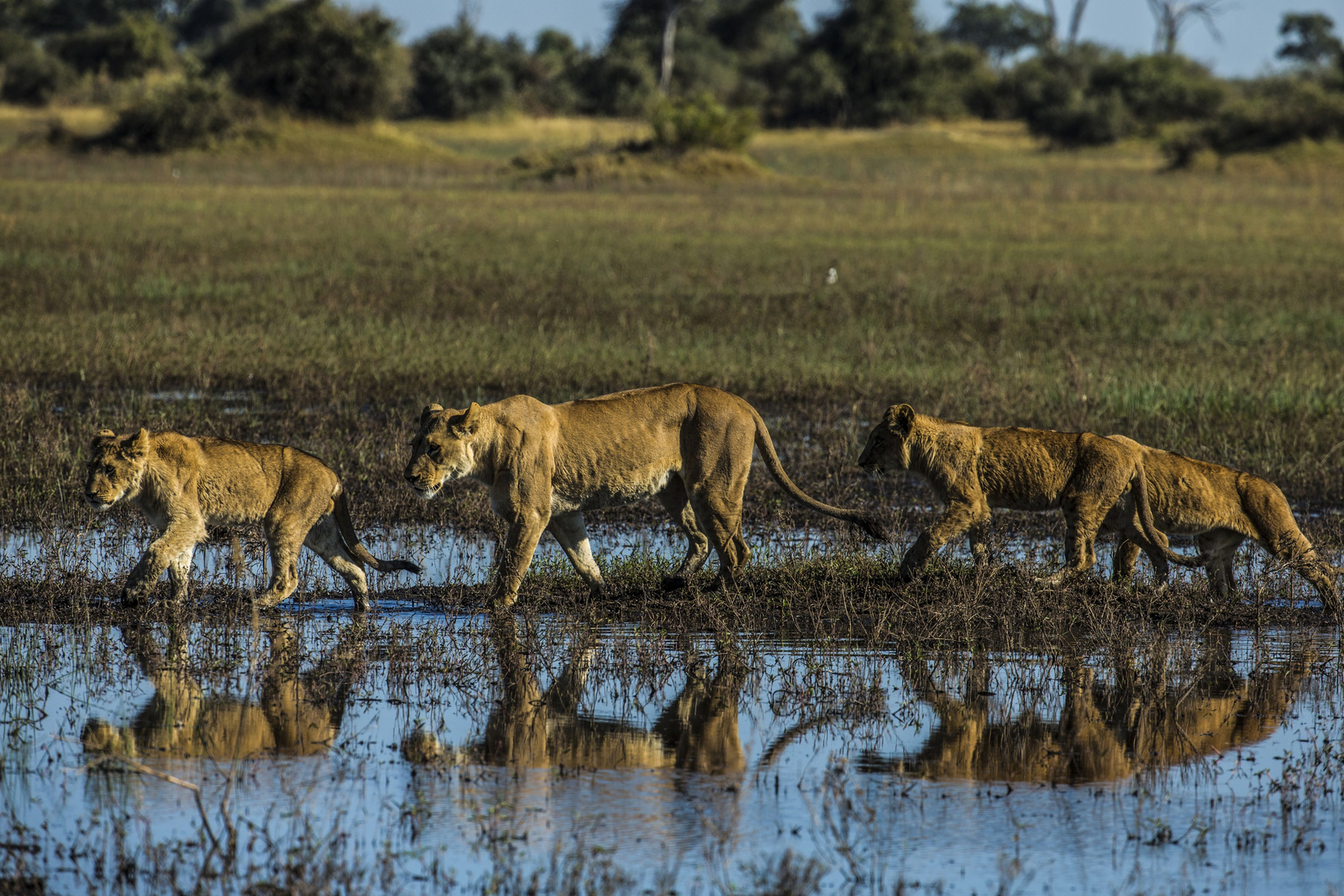 The Dhow Suite at Zarafa The Dhow Suite at Zarafa: Löwen im Wasser