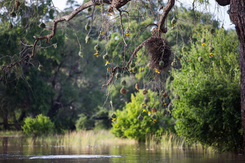 Time + Tide South Luangwa Time + Tide South Luangwa: Southern Masked Weavers