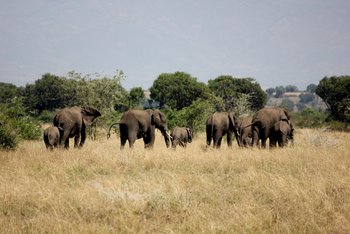 Volcanoes Kyambura Gorge Lodge: Elefantenfamilie