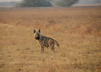 Blackbuck Safari Lodge: Streifenhyäne