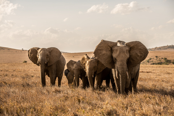 Borana Lodge Borana Lodge: Elefanten mit Jungtieren frontal