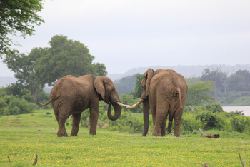 Chilo Ivory Trail Adventure: Alte Elefantenbullen