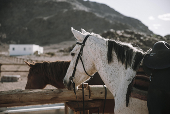 Desert Homestead Lodge Desert Homestead Lodge: Reiten