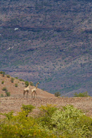 Grootberg Lodge Grootberg Lodge: Giraffen im Klip River Valley