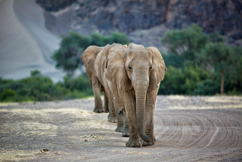 Hoanib Valley Camp Hoanib Valley Camp: Single File