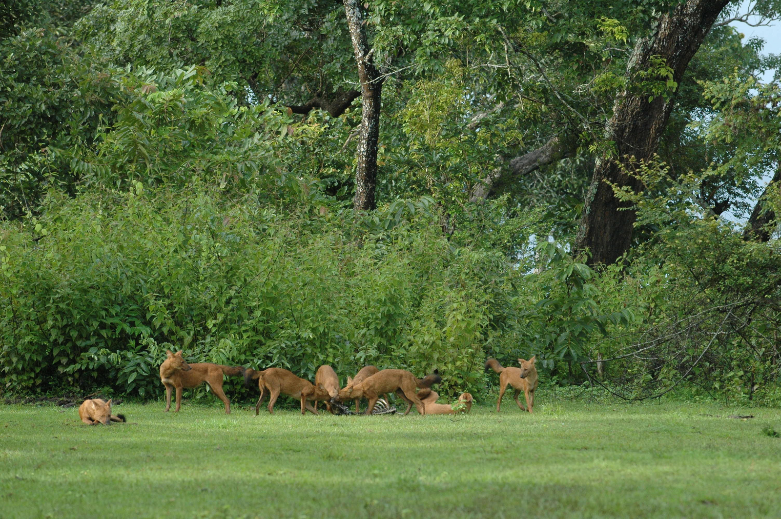 Nagarhole National Park Nagarhole National Park: Wildhunde mit Beute