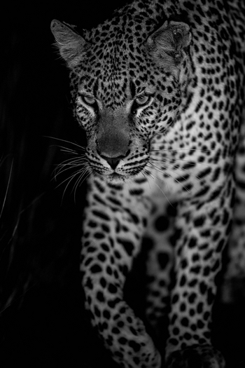 Ila Safari Lodge Ila Safari Lodge: Leopard bei Nacht