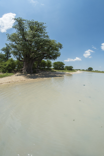 Leopard Plains: Geflutete Pfanne vor den Baines Baobabs