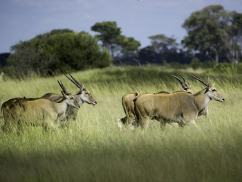 Little Makalolo Camp Little Makalolo Camp: Elenantilopen