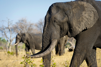 Little Makalolo Camp Little Makalolo Camp: Nasser Elefant