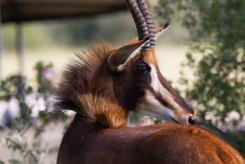 Little Vumbura Camp: Rappenantilope