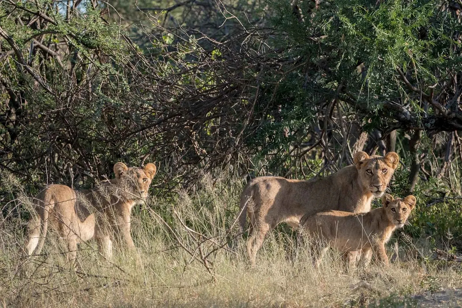 Mogogelo Camp Mogogelo Camp: Löwenfamilie