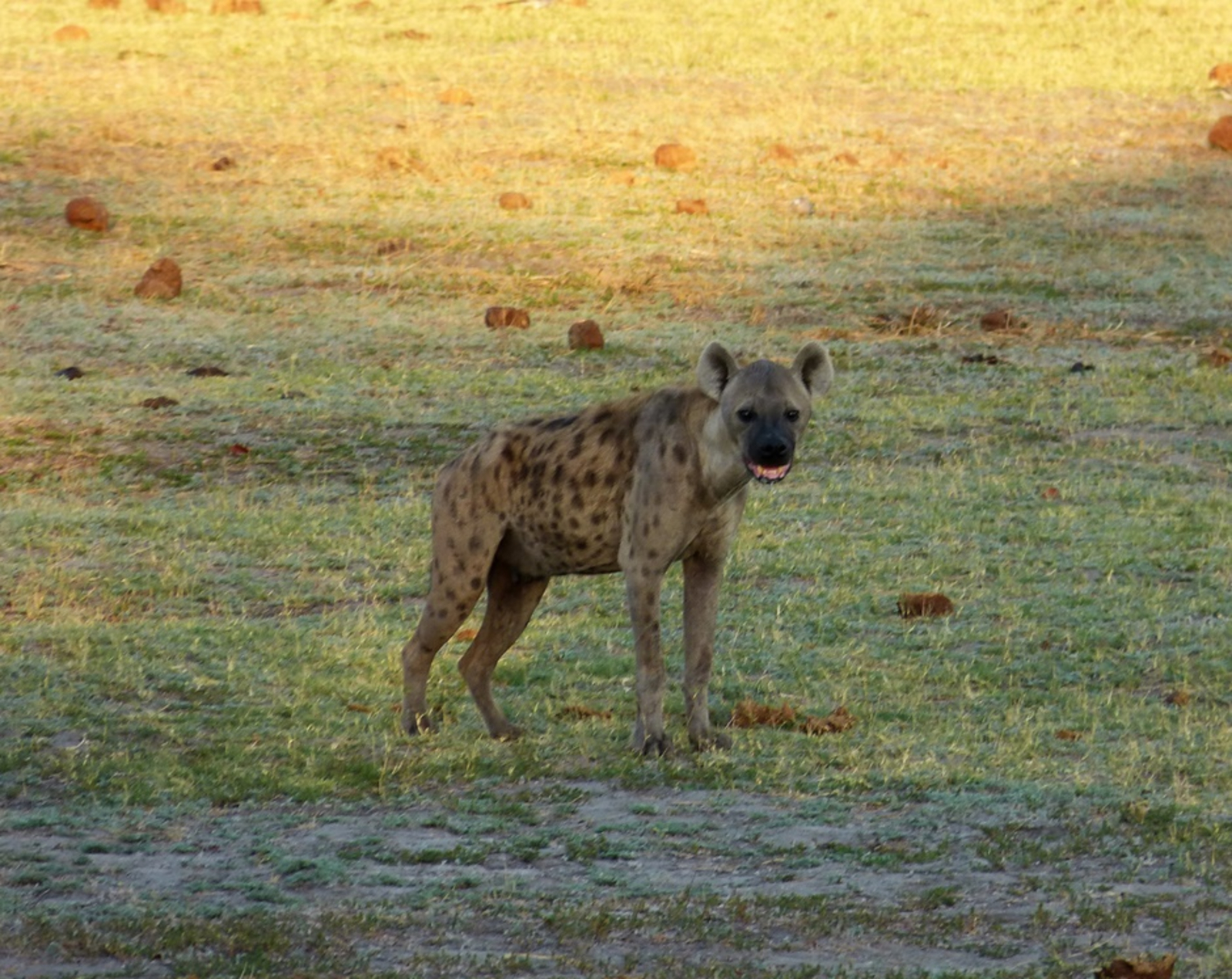 Nogatsaa Pans Chobe Lodge Nogatsaa Pans Chobe Lodge: Tüpfelhyäne