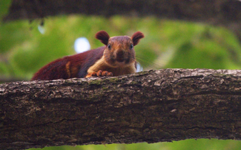 Pench Tree Lodge Pench Tree Lodge: Riesenhörnchen