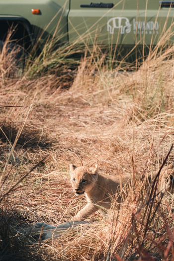 Pom Pom Camp: Löwenbaby