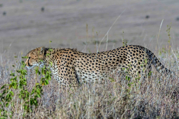 Sirikoi Lodge Sirikoi Lodge: Gepard auf Pirsch