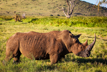 Sirikoi Lodge Sirikoi Lodge: Nashorn im Schlammmantel
