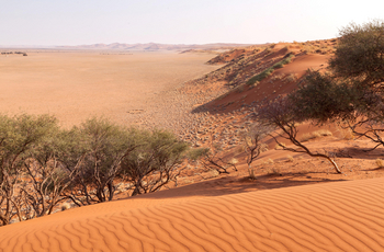 Sossusvlei Lodge: Elim Dune Walk