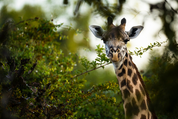 Sungani Lodge Sungani Lodge: Giraffe