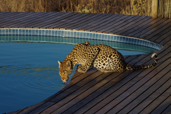 Tau Pan Camp Tau Pan Camp: Leopard am Pool