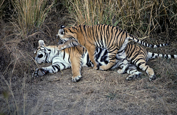 Tiger in Ranthambore National Park