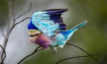 Tuludi Camp: Gabelracke