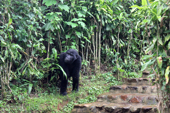 Volcanoes Bwindi Lodge: Ein Gorilla vor der Lodge